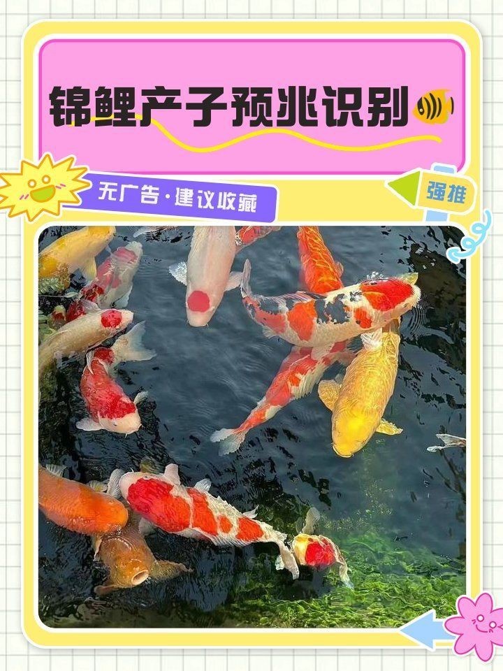 錦鯉生小魚前兆【錦鯉產子前兆綜合起來會發生變化，錦鯉產子前兆詳細分析】