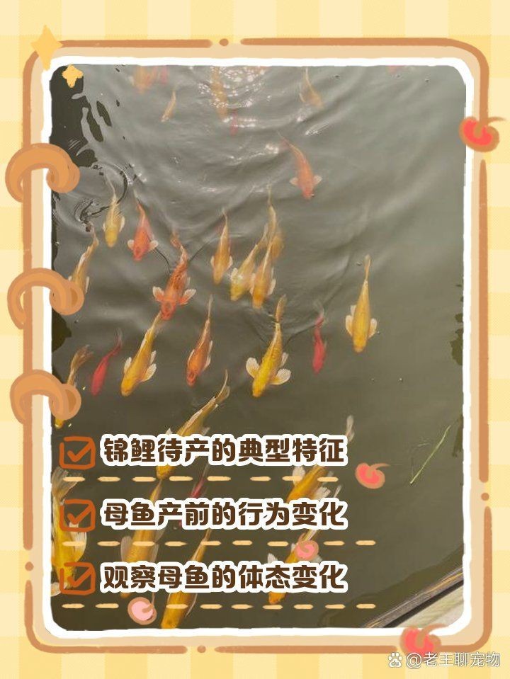 錦鯉生小魚前兆【錦鯉產子前兆綜合起來會發生變化，錦鯉產子前兆詳細分析】