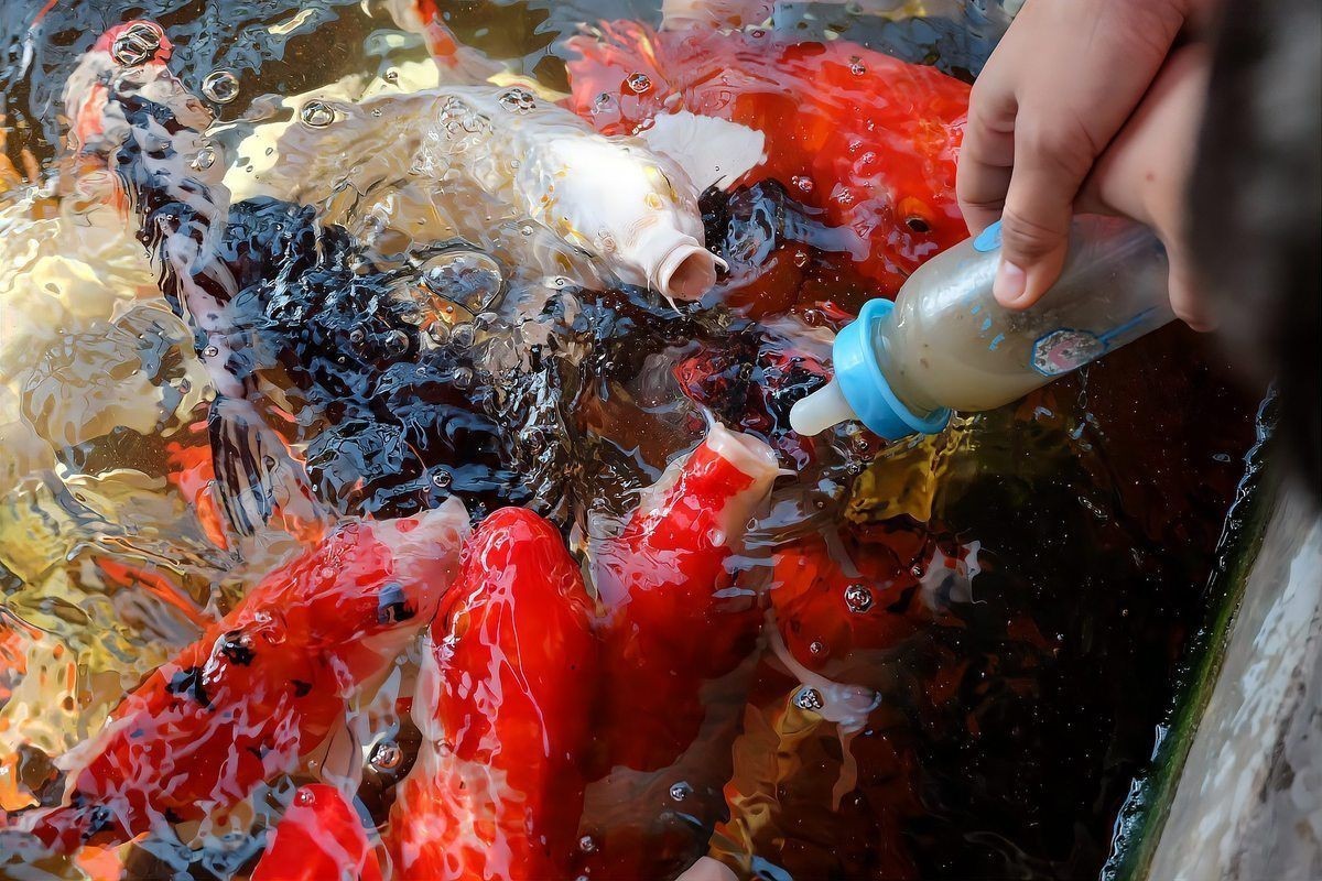 錦鯉生小魚前兆【錦鯉產子前兆綜合起來會發生變化，錦鯉產子前兆詳細分析】