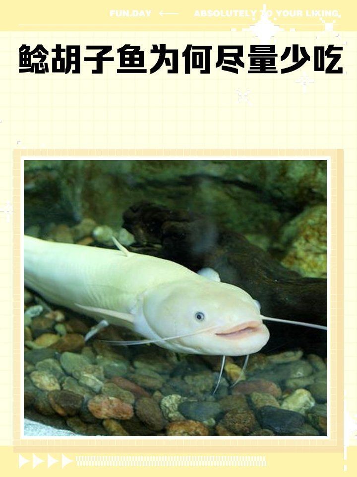 胡子鯰魚為何不建議吃【胡子鯰魚不建議食用原因不建議食用胡子鯰魚不建議食用】 胡子鯰魚為何不建議吃【胡子鯰魚不建議食用原因不建議食用胡子鯰魚不建議食用】 龍魚論壇 第7張