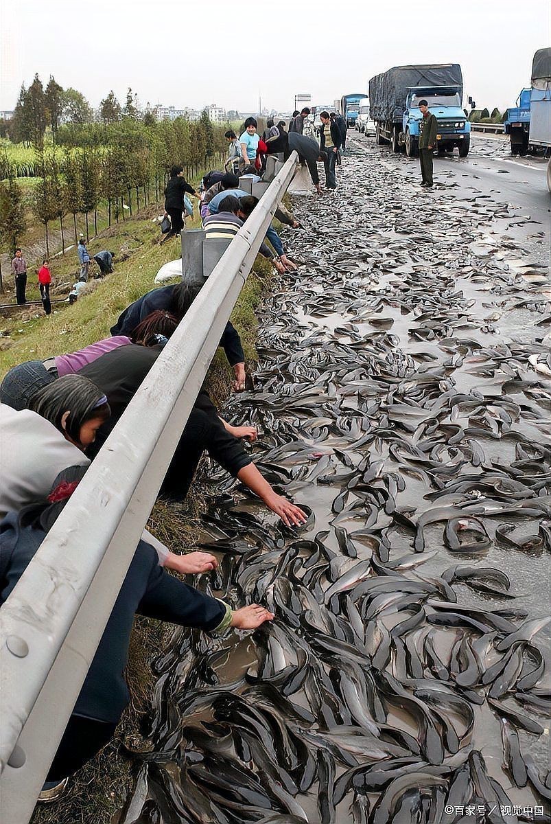 胡子鯰魚為何不建議吃【胡子鯰魚不建議食用原因不建議食用胡子鯰魚不建議食用】 胡子鯰魚為何不建議吃【胡子鯰魚不建議食用原因不建議食用胡子鯰魚不建議食用】 龍魚論壇 第5張