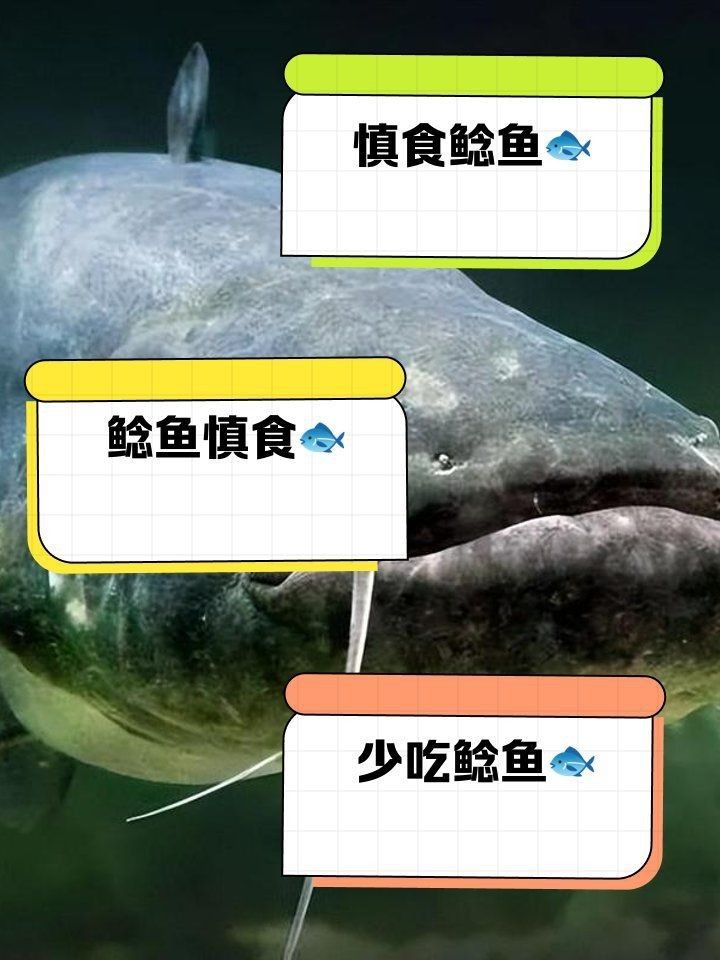 胡子鯰魚為何不建議吃【胡子鯰魚不建議食用原因不建議食用胡子鯰魚不建議食用】 胡子鯰魚為何不建議吃【胡子鯰魚不建議食用原因不建議食用胡子鯰魚不建議食用】 龍魚論壇 第11張