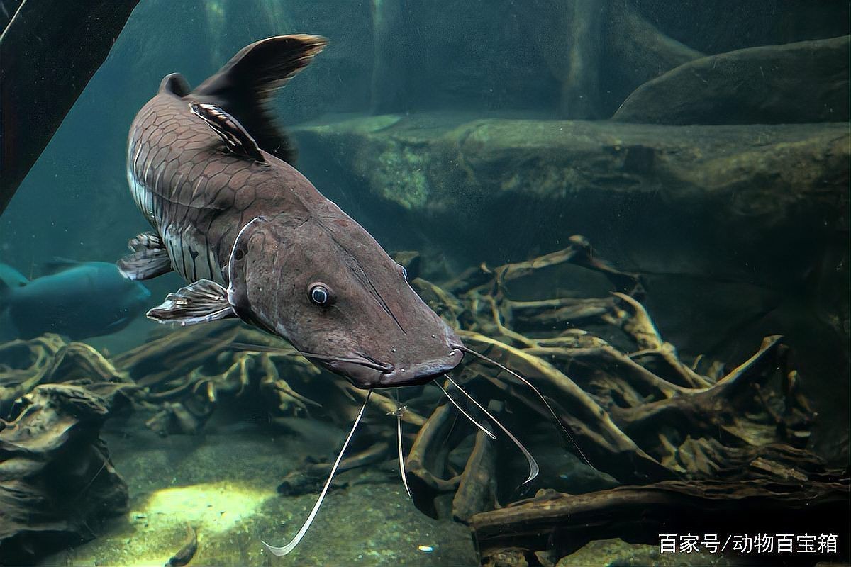 胡子鯰魚為何不建議吃【胡子鯰魚不建議食用原因不建議食用胡子鯰魚不建議食用】 胡子鯰魚為何不建議吃【胡子鯰魚不建議食用原因不建議食用胡子鯰魚不建議食用】 龍魚論壇 第17張