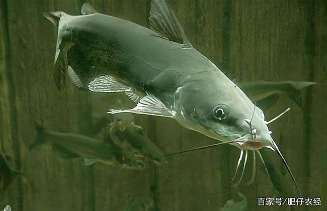 胡子鯰魚為何不建議吃【胡子鯰魚不建議食用原因不建議食用胡子鯰魚不建議食用】 胡子鯰魚為何不建議吃【胡子鯰魚不建議食用原因不建議食用胡子鯰魚不建議食用】 龍魚論壇 第15張