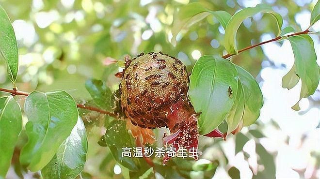 哪種烹飪方式最能有效殺死寄生蟲？【奧利漫研社：七月的監護人豬肉炒3分鐘能殺死寄生蟲嗎】 哪種烹飪方式最能有效殺死寄生蟲？【奧利漫研社：七月的監護人豬肉炒3分鐘能殺死寄生蟲嗎】 龍魚百科 第1張