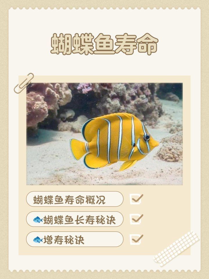 紅彩虹蝴蝶魚能活多久【紅彩虹蝴蝶魚壽命概述】