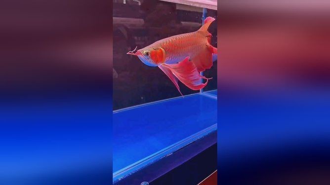 紅龍魚紀錄片全集免費觀看【免費觀看紅龍魚紀錄片】