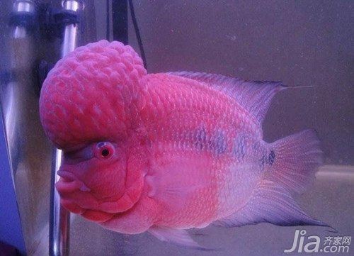 羅漢魚多少條才不打架【羅漢魚打架怎么辦】
