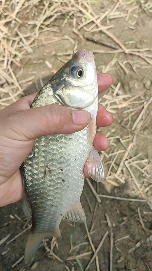 鯽魚圖片真實照片【《鯽魚圖片：展現自然之美》***】