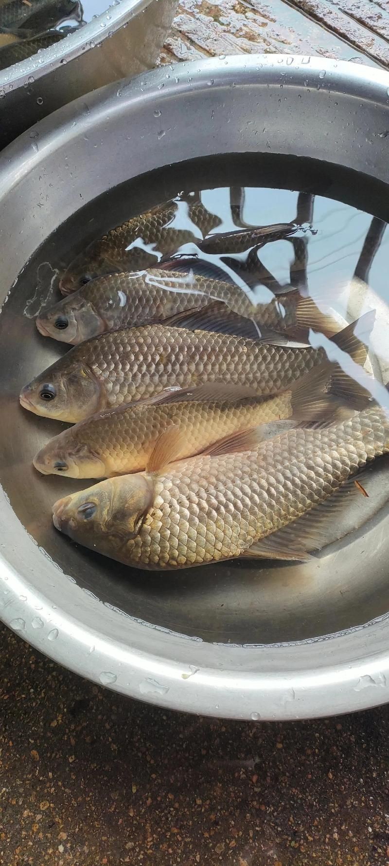 鯽魚圖片真實照片【《鯽魚圖片：展現自然之美》***】