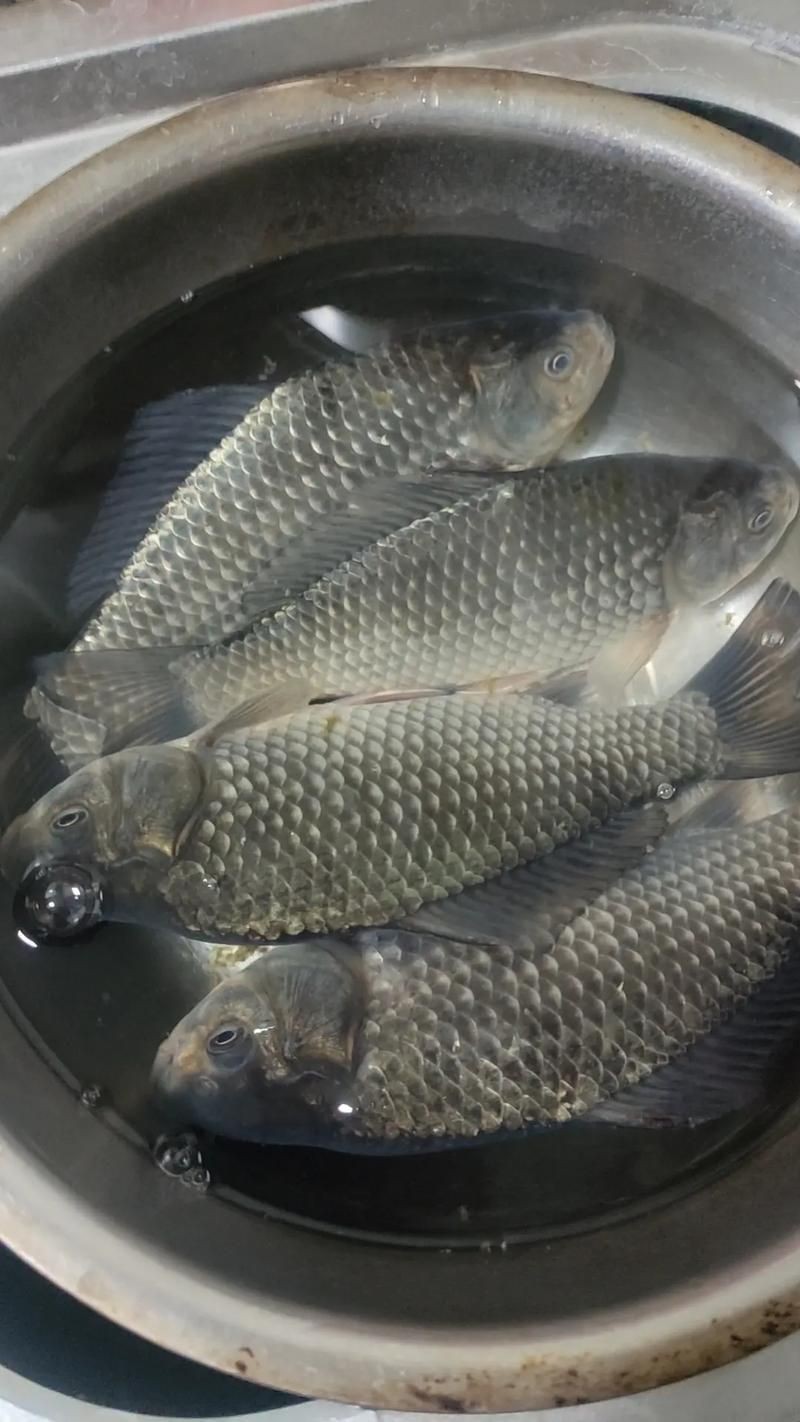 鯽魚圖片真實照片【《鯽魚圖片：展現自然之美》***】
