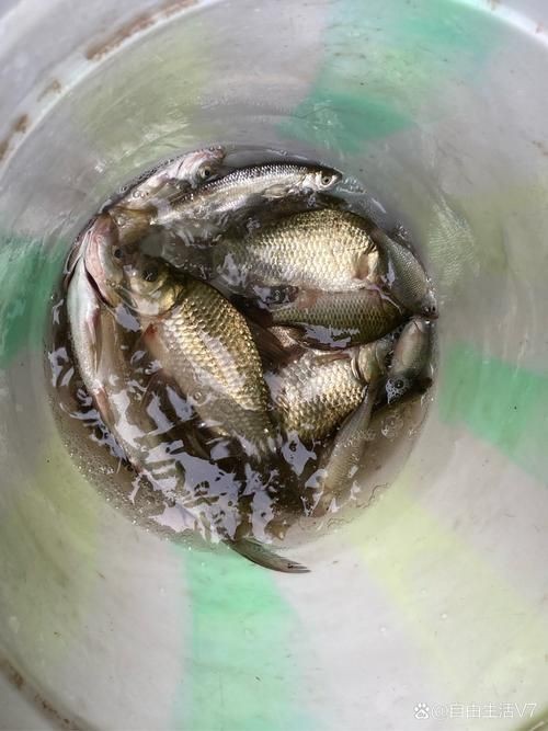 鯽魚圖片真實照片【《鯽魚圖片：展現自然之美》***】