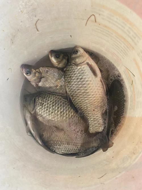 鯽魚圖片真實照片【《鯽魚圖片：展現自然之美》***】