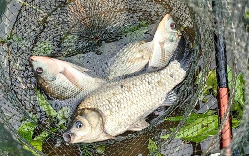 鯽魚圖片真實照片【《鯽魚圖片：展現自然之美》***】
