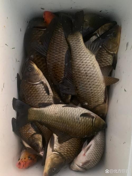 鯽魚圖片真實照片【《鯽魚圖片：展現自然之美》***】