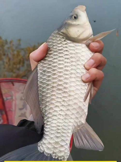 鯽魚圖片真實照片【《鯽魚圖片：展現自然之美》***】
