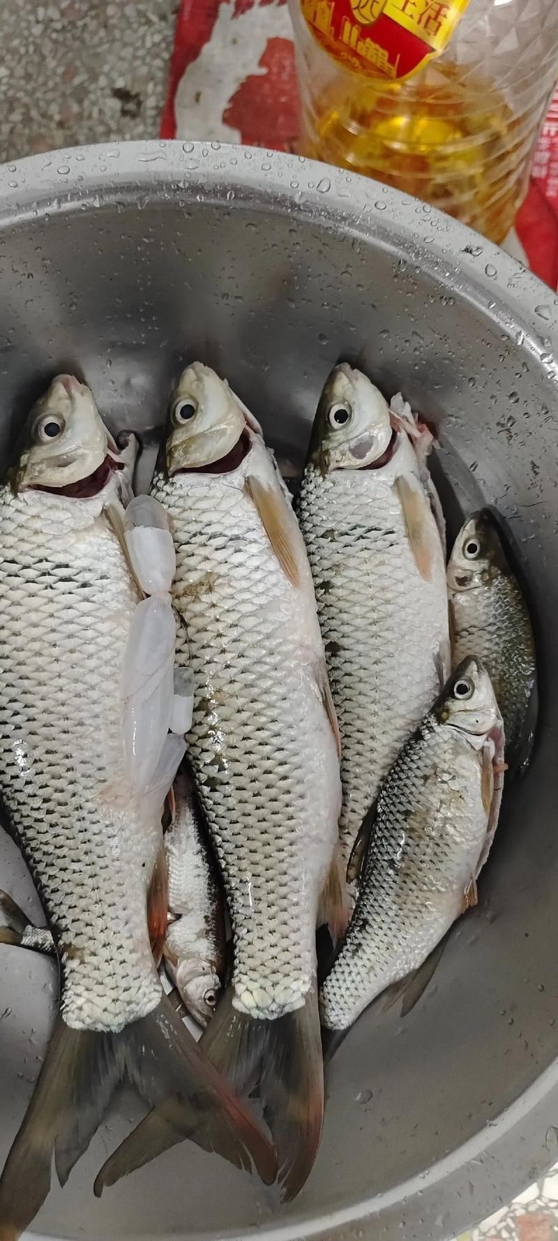 鯽魚圖片真實照片【《鯽魚圖片：展現自然之美》***】