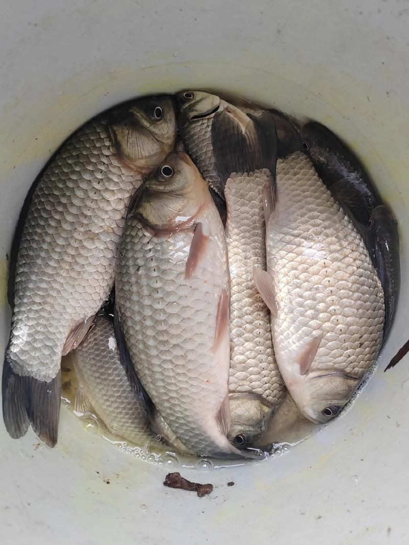 鯽魚圖片真實照片【《鯽魚圖片：展現自然之美》***】