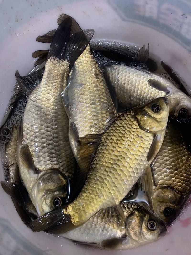 鯽魚圖片真實照片【《鯽魚圖片：展現自然之美》***】
