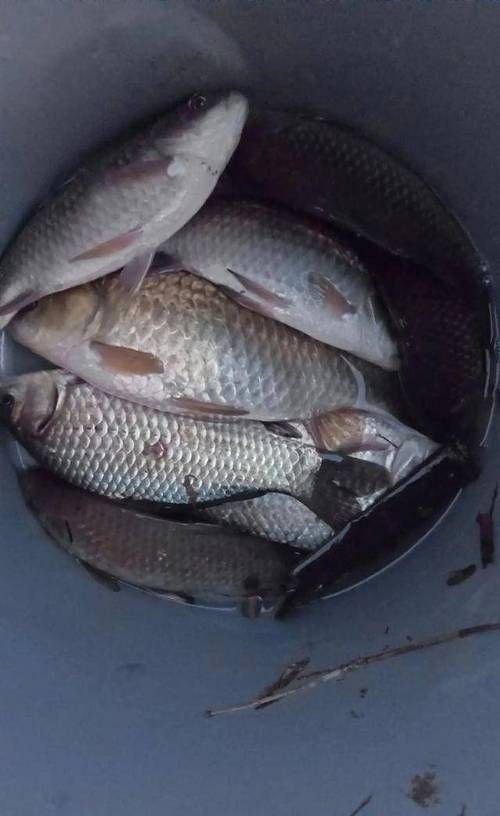 鯽魚圖片真實照片【《鯽魚圖片：展現自然之美》***】