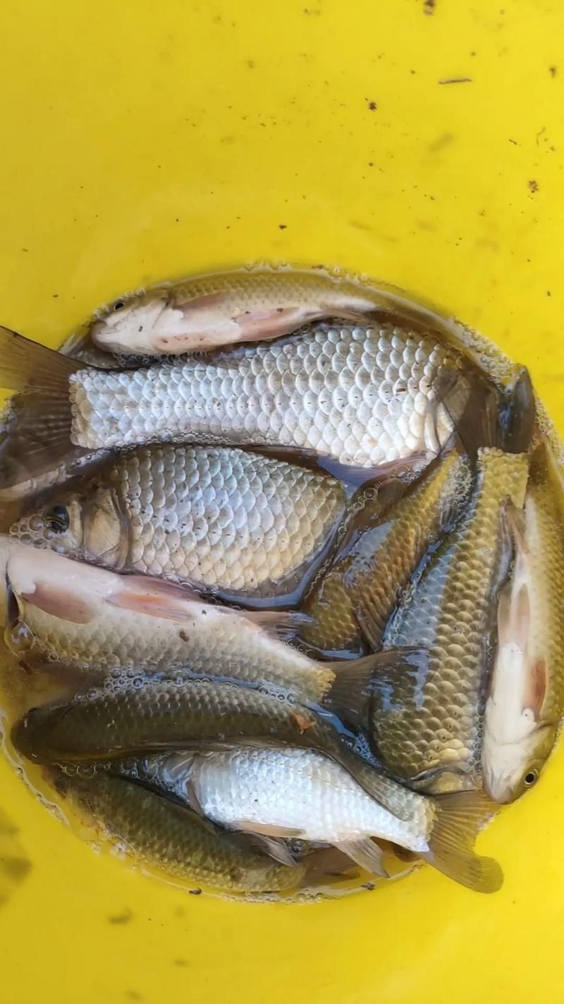 鯽魚圖片真實照片【《鯽魚圖片：展現自然之美》***】
