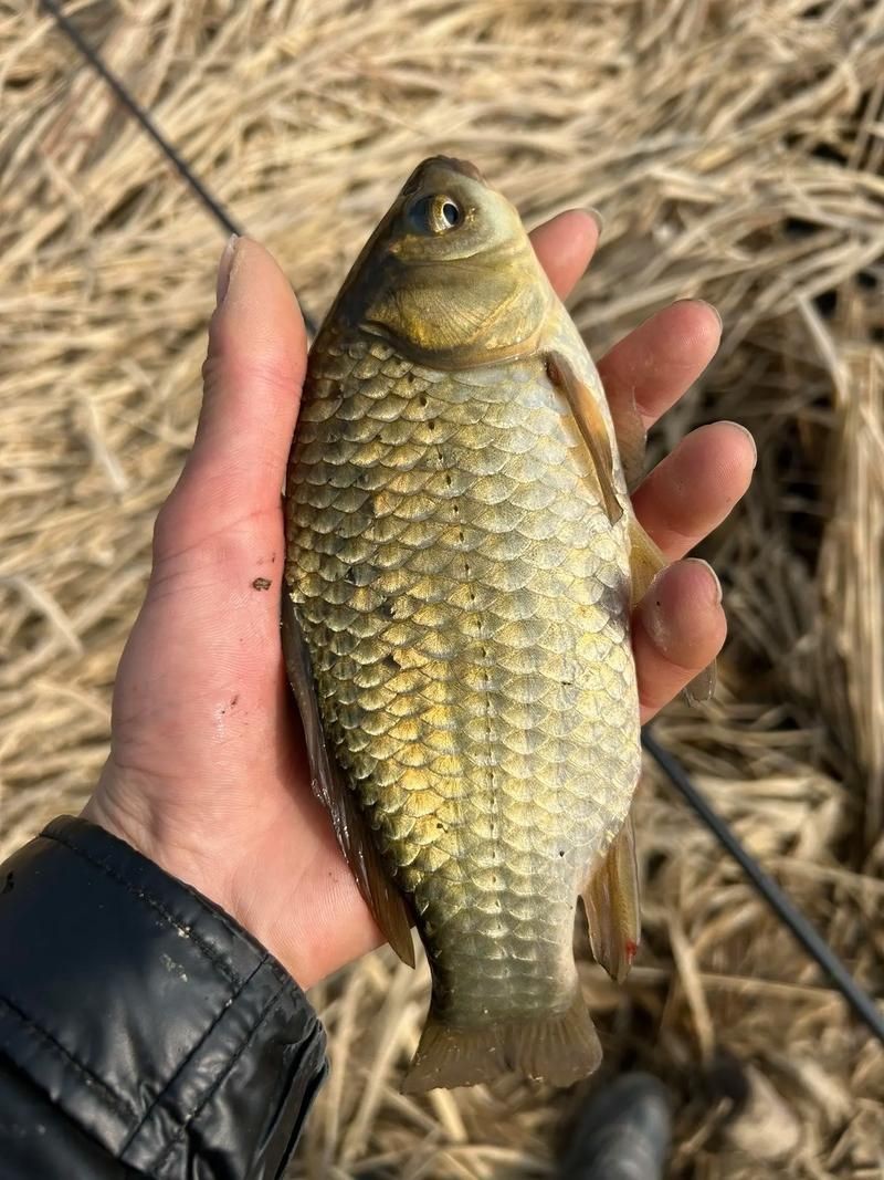 鯽魚圖片真實照片【《鯽魚圖片：展現自然之美》***】