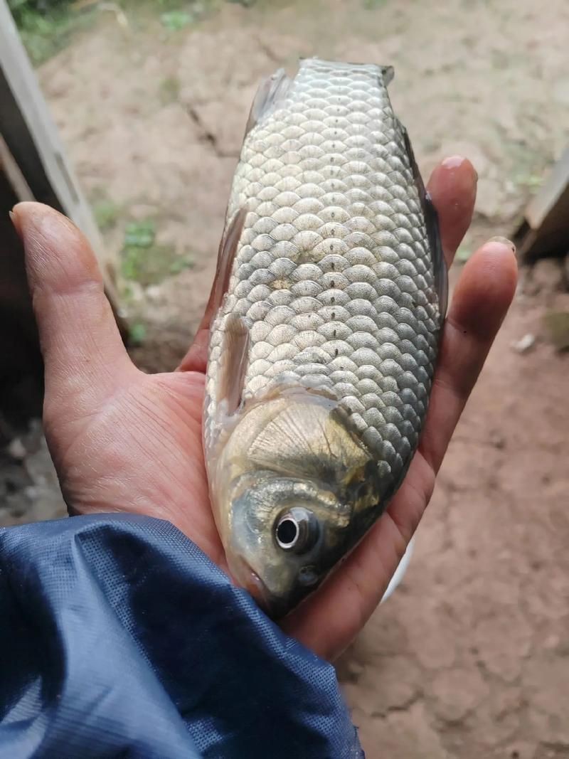 鯽魚圖片真實照片【《鯽魚圖片：展現自然之美》***】