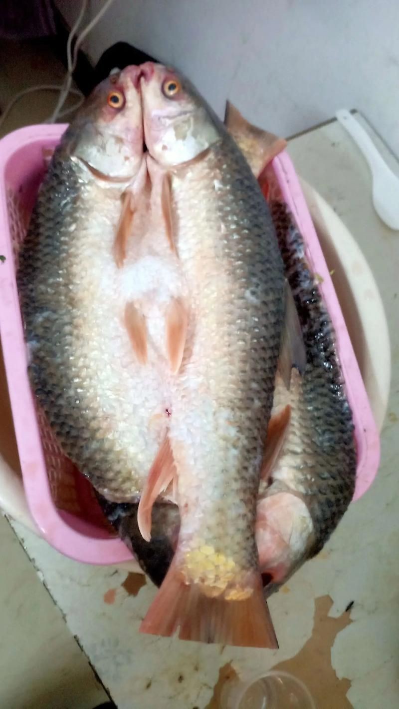 鯽魚圖片真實照片【《鯽魚圖片：展現自然之美》***】