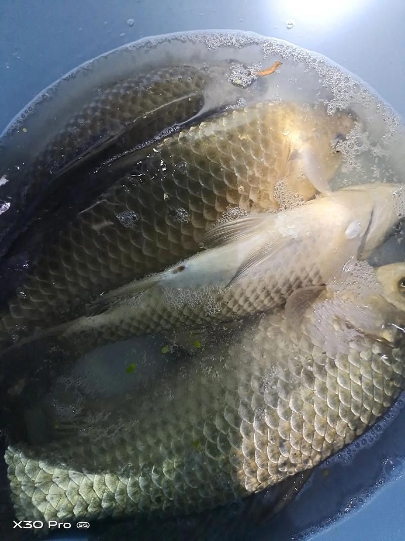 鯽魚圖片真實照片【《鯽魚圖片：展現自然之美》***】