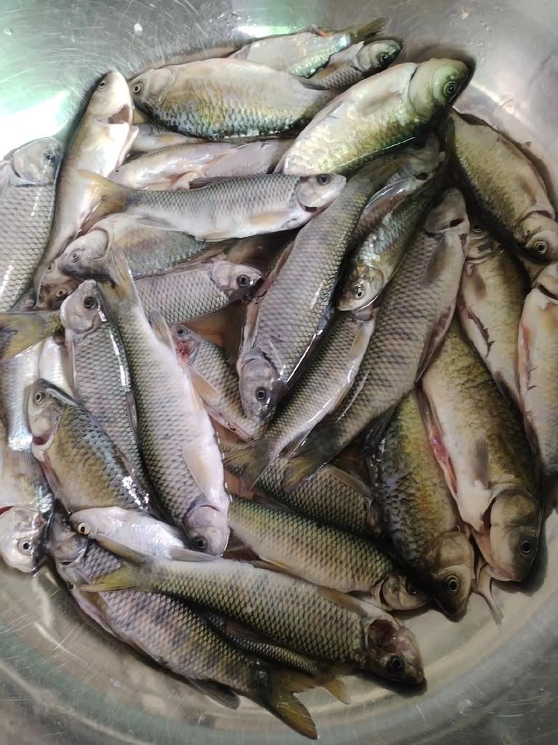 鯽魚圖片真實照片【《鯽魚圖片：展現自然之美》***】