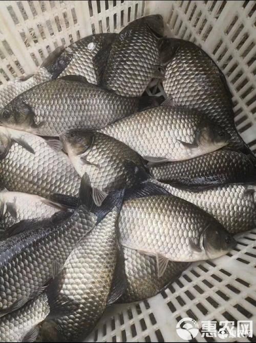 鯽魚圖片真實照片【《鯽魚圖片：展現自然之美》***】