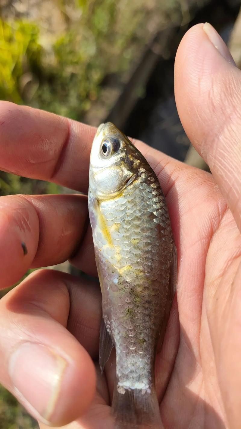 鯽魚圖片真實照片【《鯽魚圖片：展現自然之美》***】