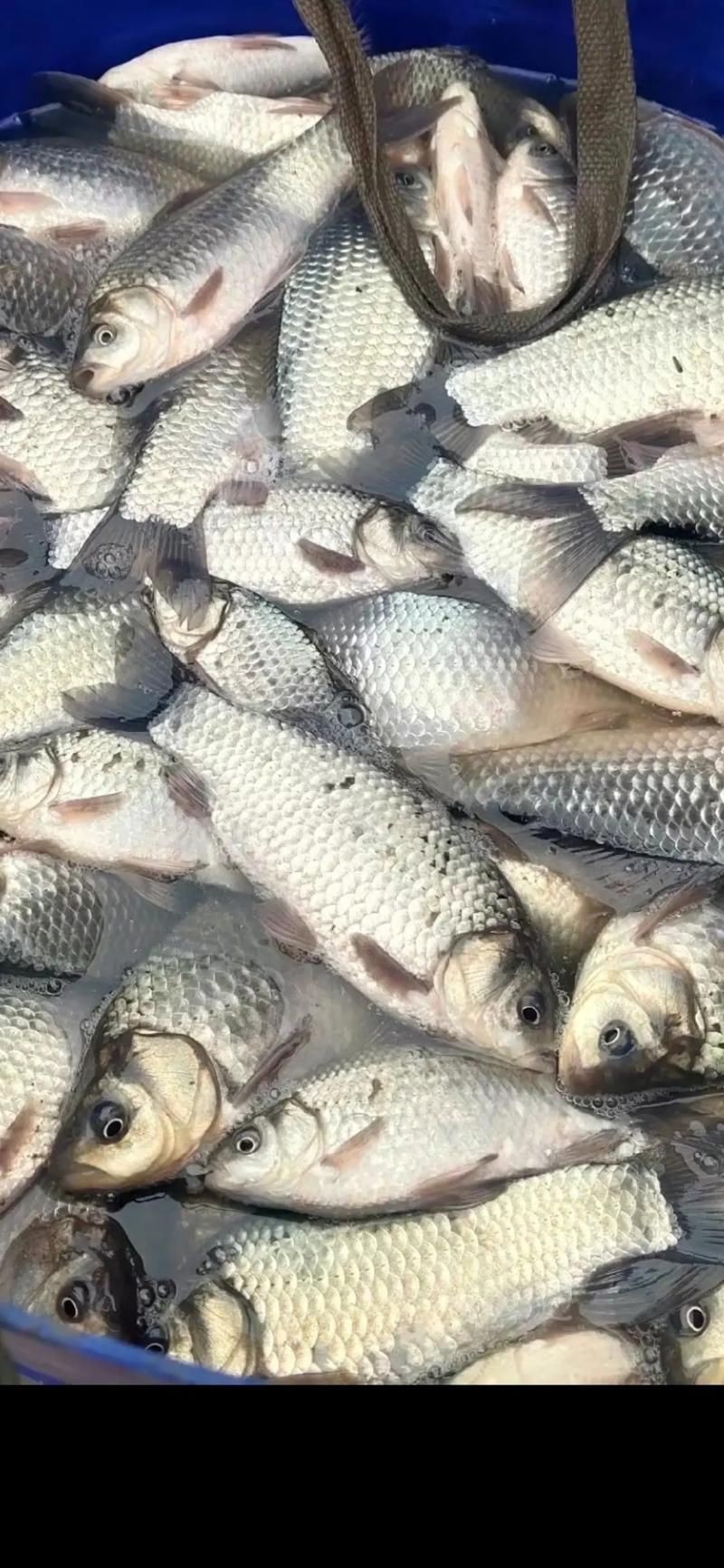 鯽魚圖片真實照片【《鯽魚圖片：展現自然之美》***】