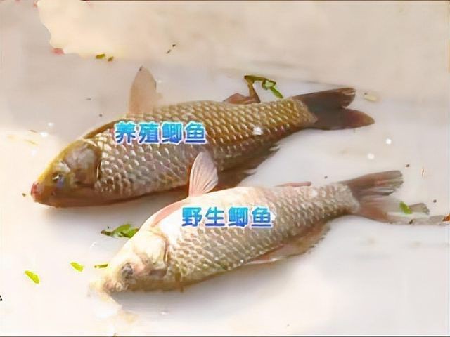 鯽魚圖片真實照片【《鯽魚圖片：展現自然之美》***】