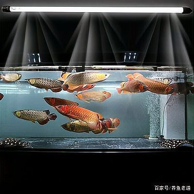 龍魚和鸚鵡魚混養需要多大的過濾系統？【龍魚和鸚鵡魚混養時過濾系統的選擇需要考慮什么標準】 龍魚和鸚鵡魚混養需要多大的過濾系統？【龍魚和鸚鵡魚混養時過濾系統的選擇需要考慮什么標準】 龍魚百科 第1張
