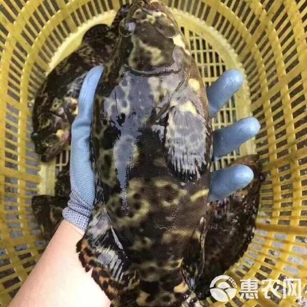龍躉石斑魚的價格