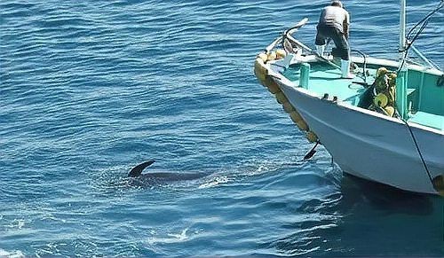 海豚吃鯊魚【《抗中能夠掌握：海洋中的獨特捕食現象角度》】