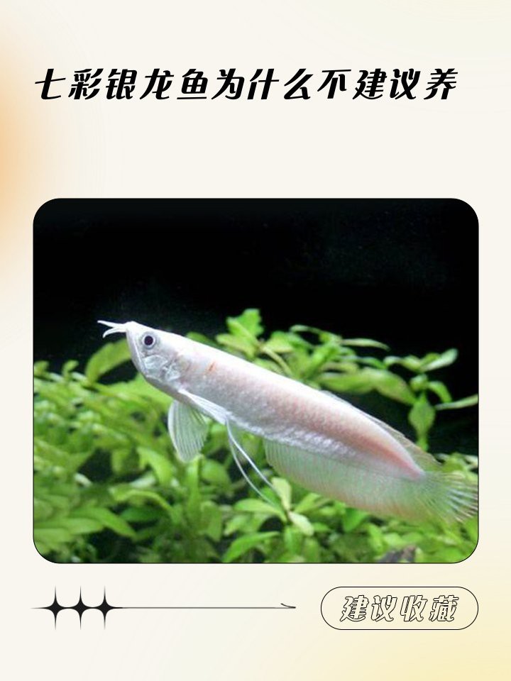七彩魚(yú)為什么不建議養(yǎng)【《七彩魚(yú)會(huì)不建議養(yǎng)暗、食欲減退、生長(zhǎng)遲緩等問(wèn)題》】
