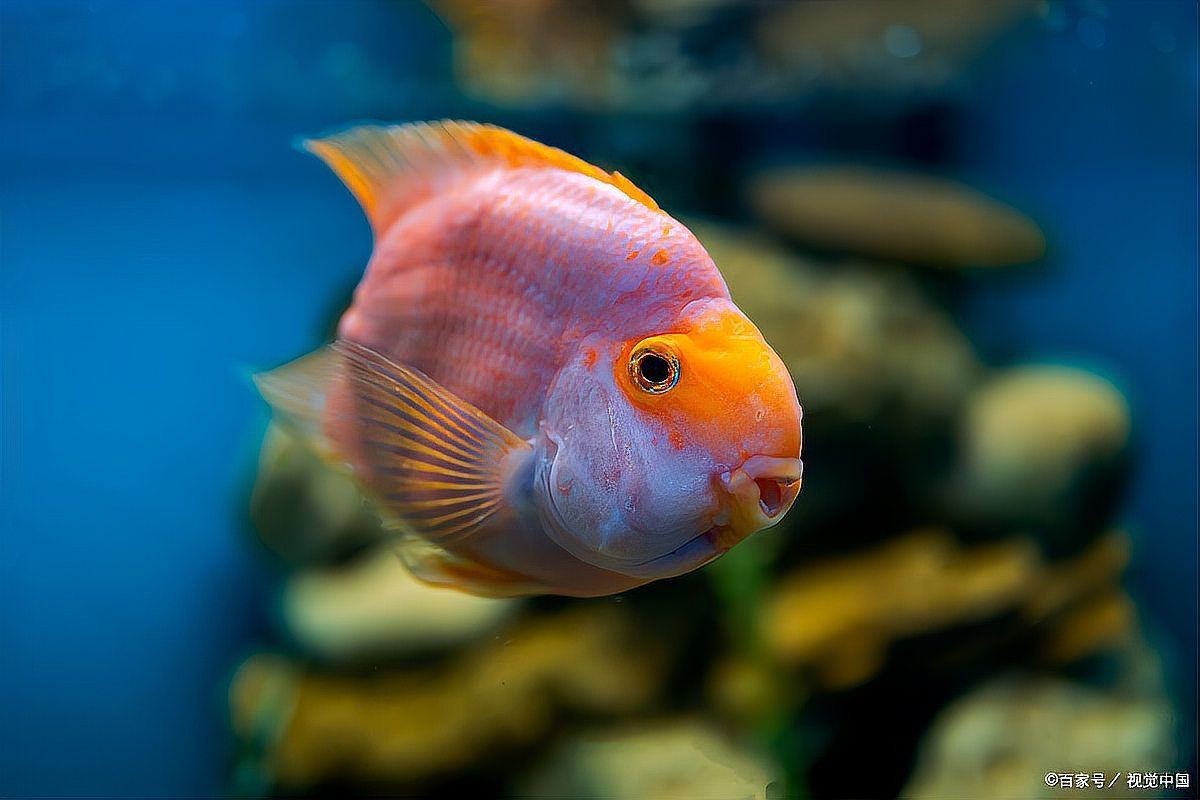 魟魚生產前征兆【《魟魚生產前征兆》*，魟魚生產前的20個典型征兆及其科學應對方案】 魟魚生產前征兆【《魟魚生產前征兆》*，魟魚生產前的20個典型征兆及其科學應對方案】 龍魚論壇 第7張