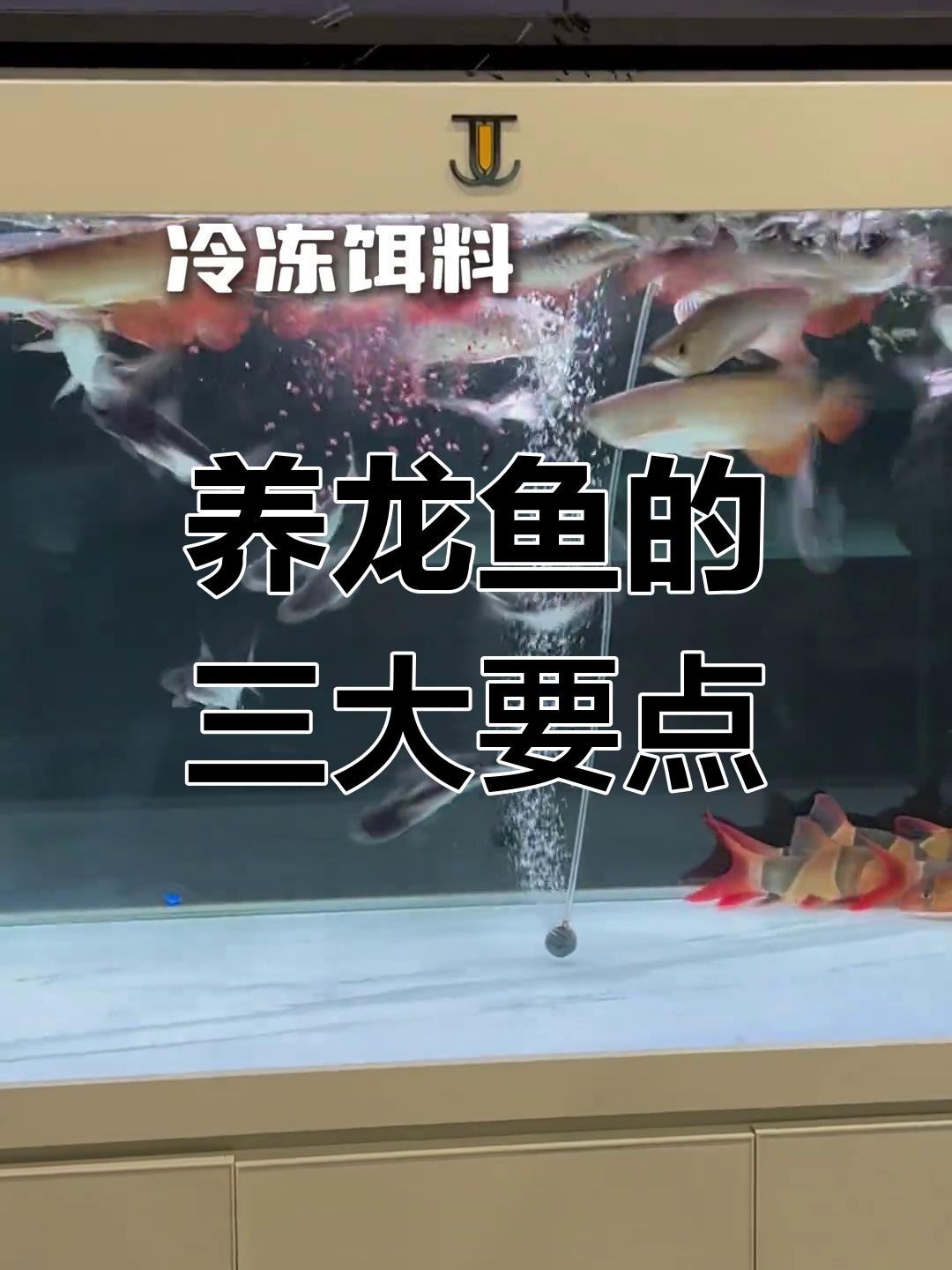 龍魚的最佳飼養環境是什么？【魚的最佳飼養環境需綜合考慮水質、光照、空間及裝飾等多個方面】 龍魚的最佳飼養環境是什么？【魚的最佳飼養環境需綜合考慮水質、光照、空間及裝飾等多個方面】 龍魚百科 第10張