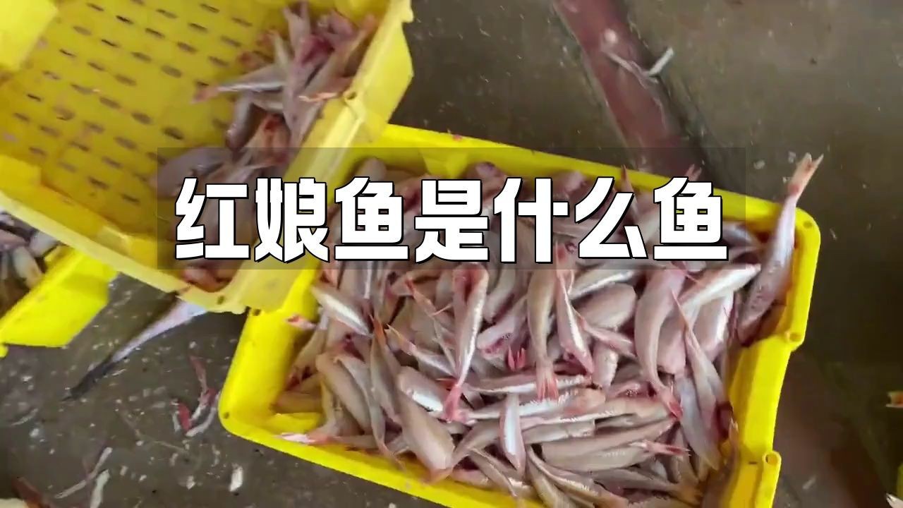 紅頭魚和紅娘魚的區(qū)別【紅頭魚和紅娘魚有什么區(qū)別？】