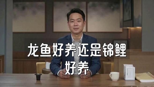 龍魚vs錦鯉【《龍魚與錦鯉：水族界的兩大瑰寶》**】