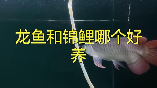 龍魚vs錦鯉【《龍魚與錦鯉：水族界的兩大瑰寶》**】