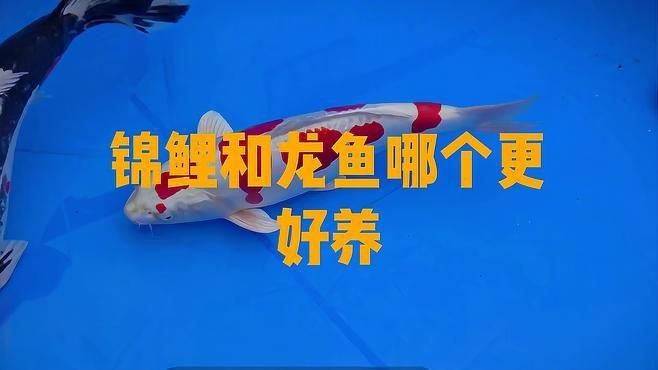 龍魚vs錦鯉【《龍魚與錦鯉：水族界的兩大瑰寶》**】