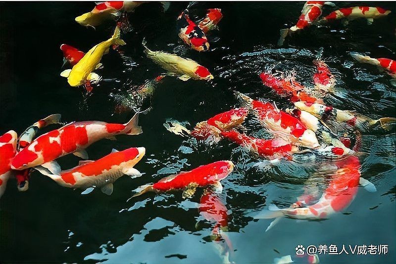 錦鯉褪色如何恢復【錦鯉褪色后，可通過以下方法來嘗試恢復，要確保水質良好】
