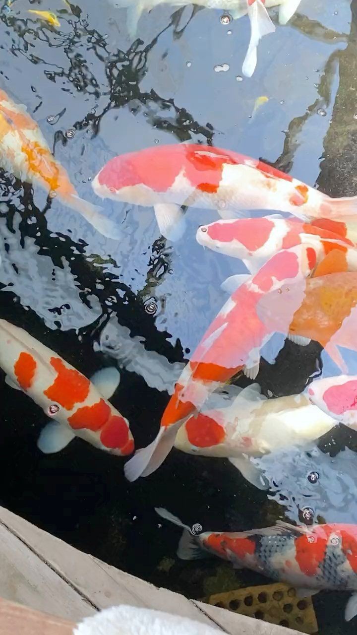 錦鯉褪色如何恢復【錦鯉褪色后，可通過以下方法來嘗試恢復，要確保水質良好】