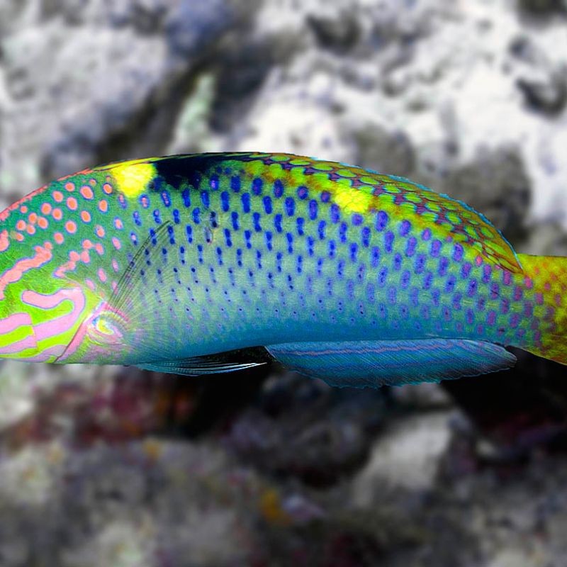 藍色黃鰭的魚是什么魚【藍色黃鰭的魚是什么？】