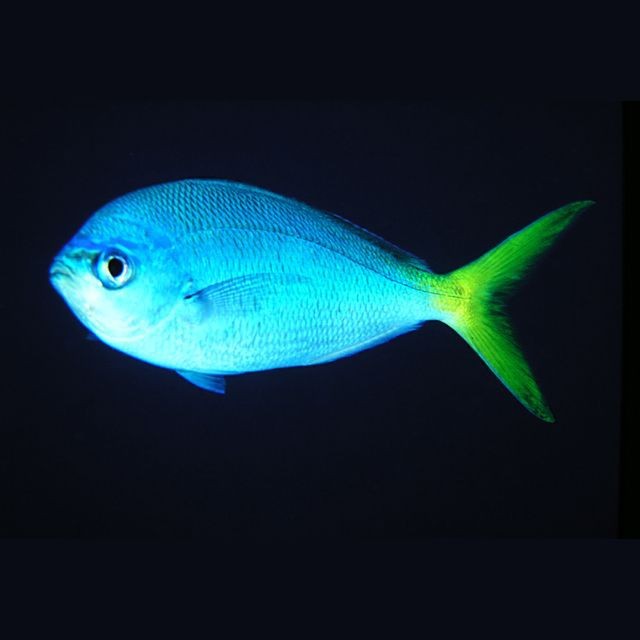 藍色黃鰭的魚是什么魚【藍色黃鰭的魚是什么？】