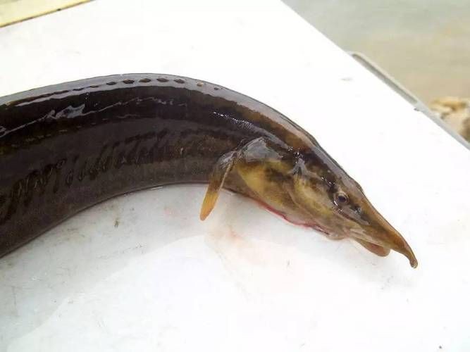 鐮刀魚圖片【廣西男子撿到一桶巨型豬麻鋸，網友：下次少放點貍貓之一】