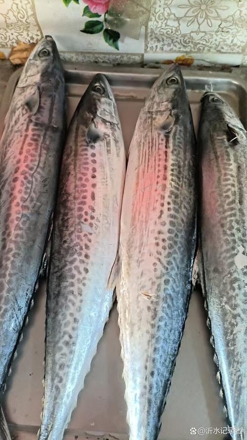 阿莫西林對(duì)多種魚(yú)類的細(xì)菌性感染都有效，如何判斷魚(yú)類感染是否由細(xì)菌引起（阿莫西林對(duì)哪些魚(yú)不敏感？）